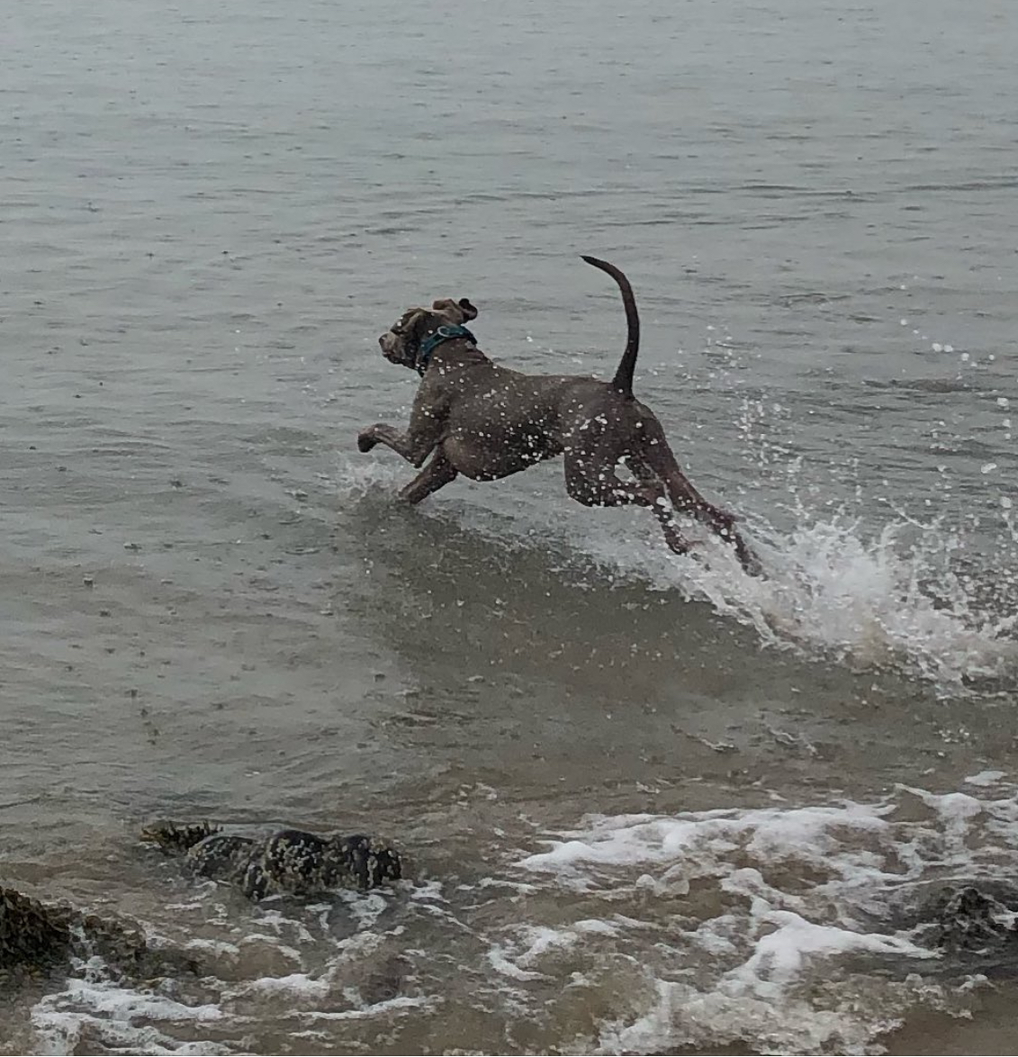 Cosmo the weimaraner