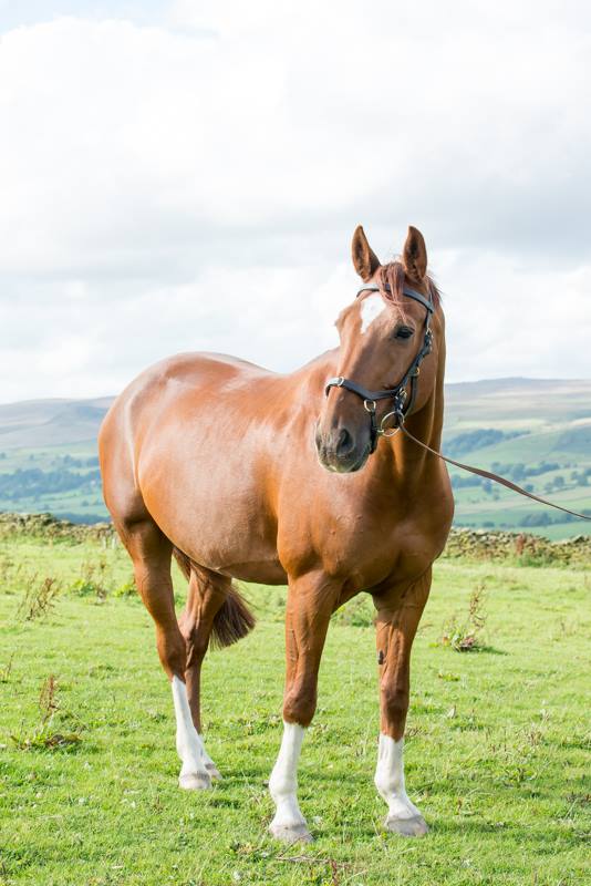 JJ - Equestrian Friend.